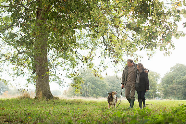 Senior couple arm-in-arm walking dog through meadow and passing by a large tree.